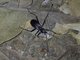 Peaceful Giant Ground Beetle (Tefflus sp)