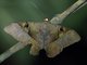 Erebid Moth (Cyligramma fluctuosa)