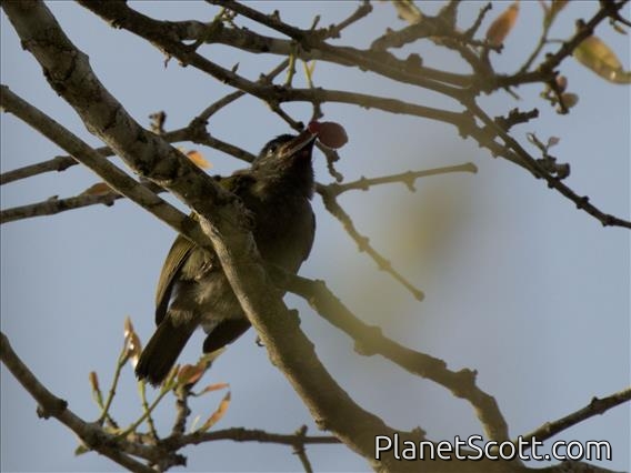 Green Barbet (Cryptolybia olivacea)