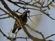 Green Barbet (Cryptolybia olivacea)