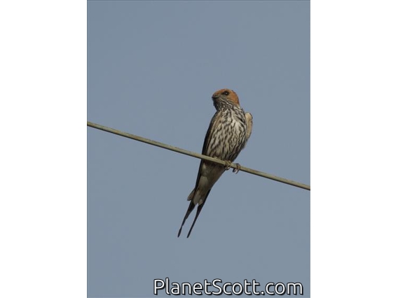 Lesser Striped-Swallow (Cecropis abyssinica)