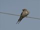 Lesser Striped-Swallow (Cecropis abyssinica)