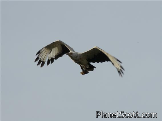 Palm-nut Vulture (Gypohierax angolensis)
