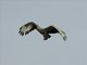 Palm-nut Vulture (Gypohierax angolensis)