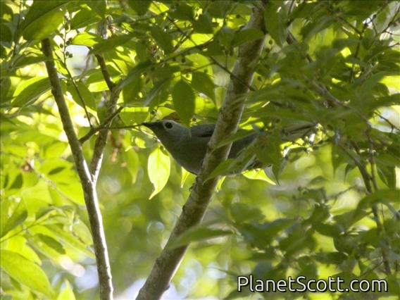 Gray Cuckooshrike (Ceblepyris caesius)