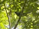 Gray Cuckooshrike (Ceblepyris caesius)