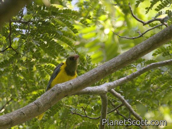 Green-headed Oriole (Oriolus chlorocephalus)