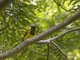 Green-headed Oriole (Oriolus chlorocephalus)