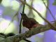 Red-tailed Ant-Thrush (Neocossyphus rufus)