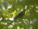 Waller's Starling (Onychognathus walleri)