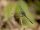 Skimmer (Orthetrum sp)