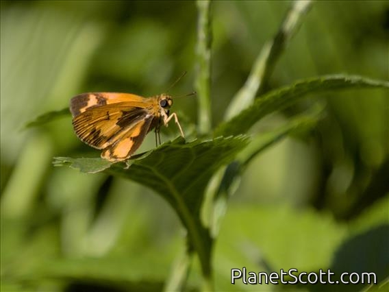 Savanna Pathfinder (Pardaleodes incerta)