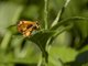 Savanna Pathfinder (Pardaleodes incerta)