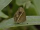 Common Bush Brown (Bicyclus safitza)