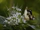 Mocker Swallowtail (Papilio dardanus)