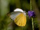 False Dotted Border (Belenois thysa)