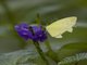 Grass Yellow (Eurema sp)