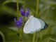 Vagrant (Nepheronia sp)