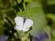 White (DIxeia sp)