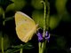 African Migrant (Catopsilia florella)
