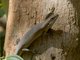 Speckle-lipped Mabuya (Trachylepis maculilabris)