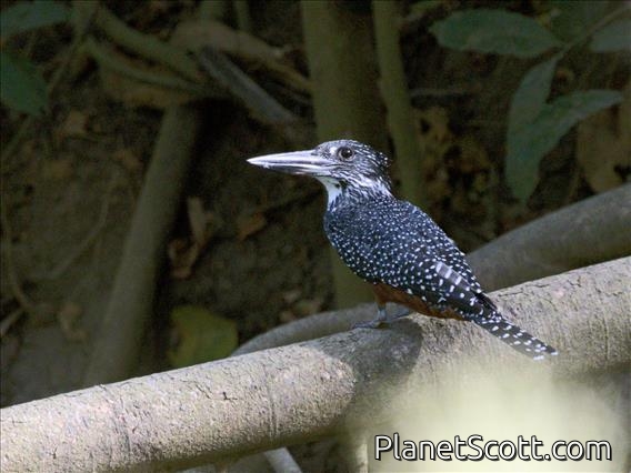 Giant Kingfisher (Megaceryle maxima)