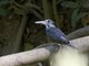 Giant Kingfisher (Megaceryle maxima)