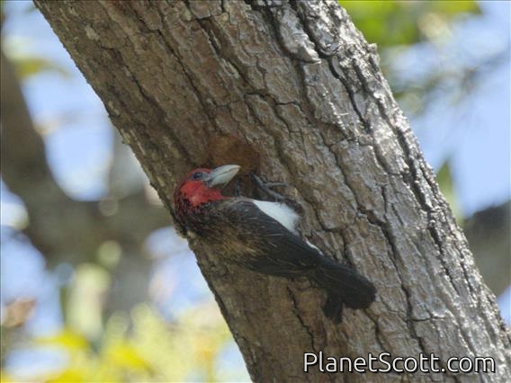 Black-collared Barbet (Lybius torquatus)