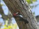 Black-collared Barbet (Lybius torquatus)