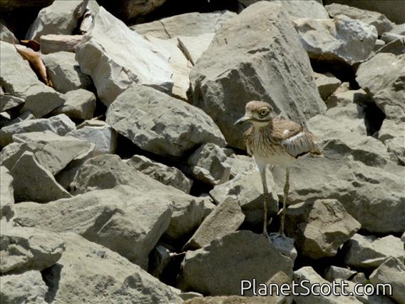 Water Thick-knee (Burhinus vermiculatus)
