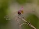 Violet Dropwing (Trithemis annulata)