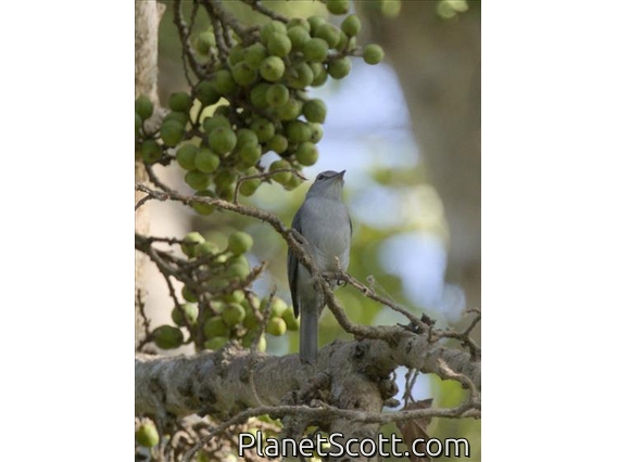 Pale Flycatcher (Agricola pallidus)