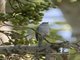 Pale Flycatcher (Agricola pallidus)
