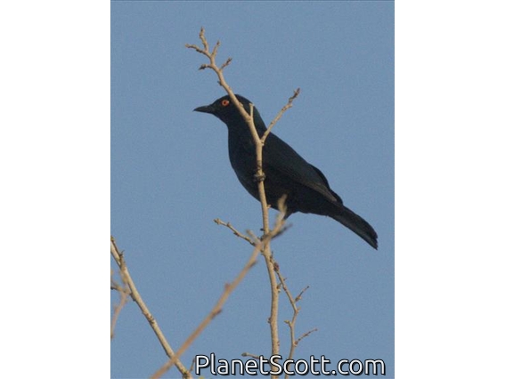 Black-bellied Starling (Notopholia corusca)