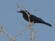 Black-bellied Starling (Notopholia corusca)