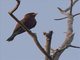 Broad-billed Roller (Eurystomus glaucurus)
