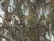 Red-billed Quelea (Quelea quelea)