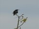 Pemba Sunbird (Cinnyris pembae) - Female