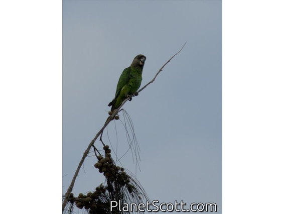 Brown-headed Parrot (Poicephalus cryptoxanthus)