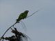 Brown-headed Parrot (Poicephalus cryptoxanthus)
