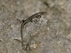 East-African Snake-eyed Skink (Cryptoblepharus africanus)