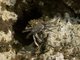 Green Rock Crab (Grapsus fourmanoiri)
