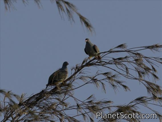 Pemba Green-Pigeon (Treron pembaensis)