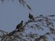 Pemba Green-Pigeon (Treron pembaensis)