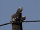 Dickinson's Kestrel (Falco dickinsoni)
