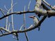 Mangrove Kingfisher (Halcyon senegaloides)
