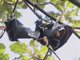 Pemba Flying Fox (Pteropus voeltzkowi)