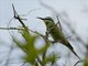 Blue-cheeked Bee-eater (Merops persicus)