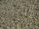 Army Crab (Dotilla fenestrata)