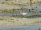 Terek Sandpiper (Xenus cinereus)